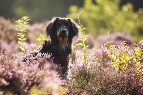 Hundefotografie in der Heide, Amrum